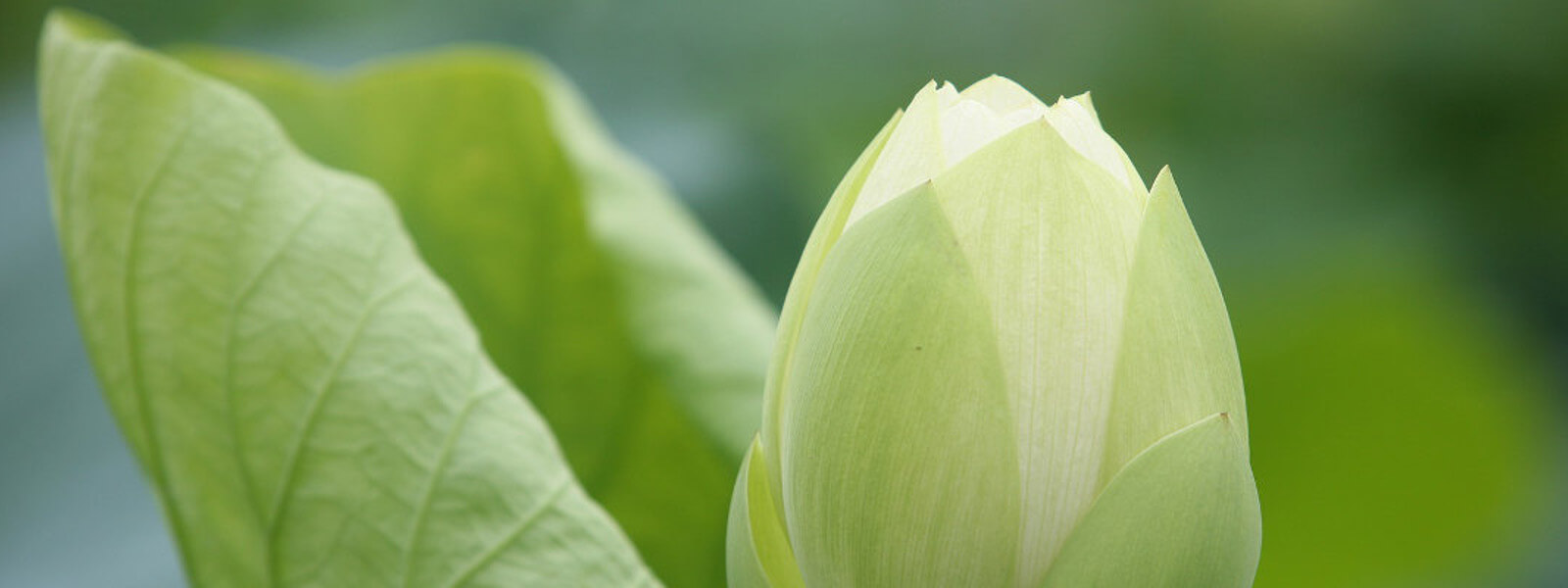 White lotus flower about to open the petals.