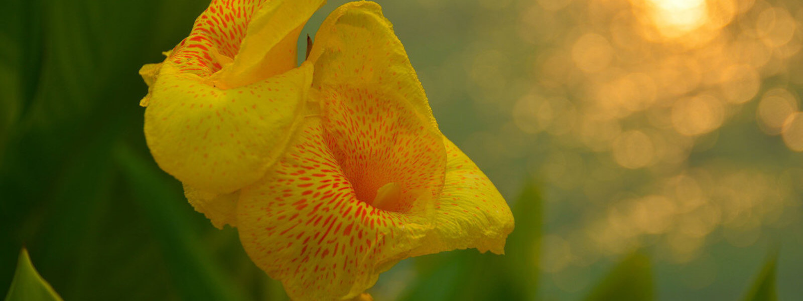 A yellow monkey flower before a blurred out background.