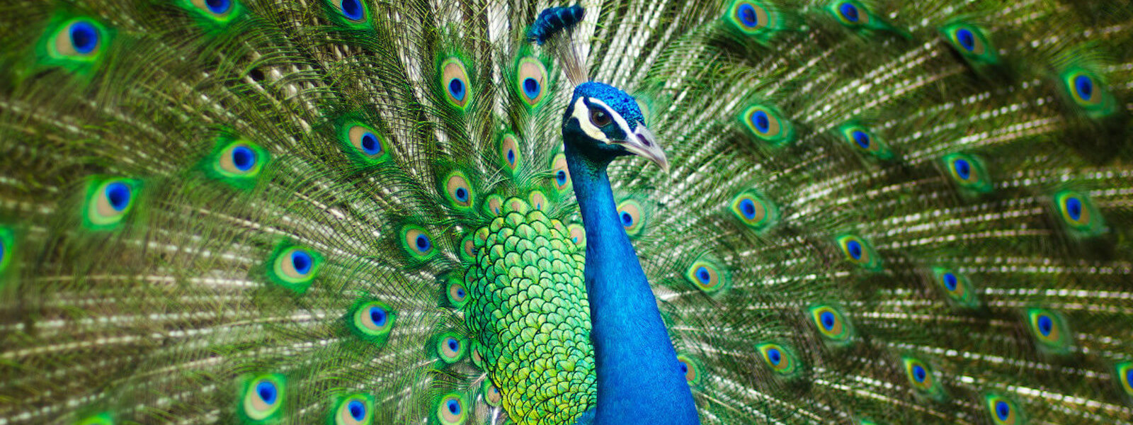 Peacock spreading his tail feathers