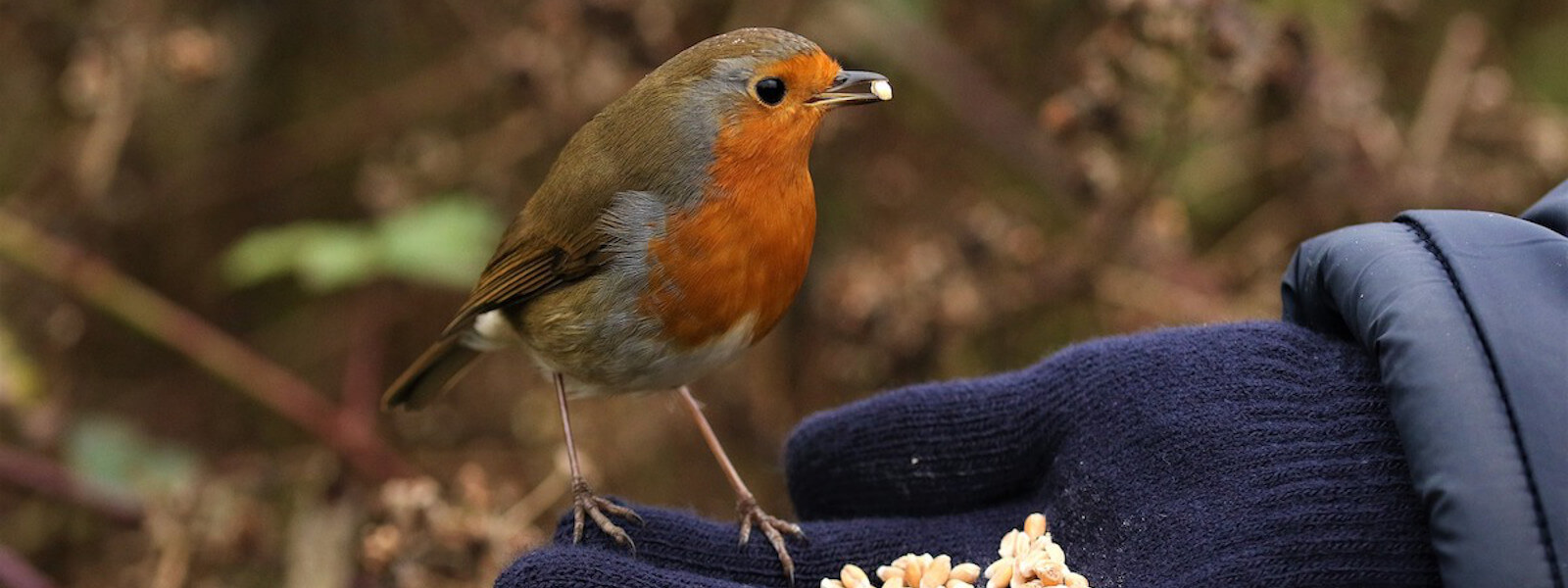 Little robin bird feeding seeds on a gloved hand.