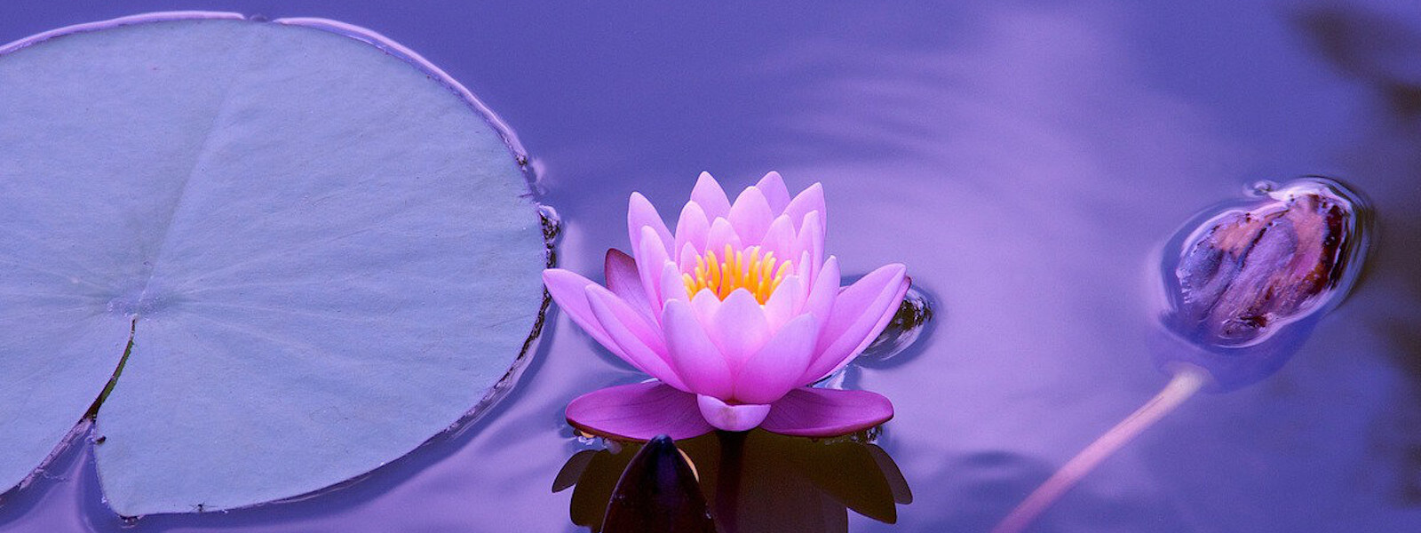A purple lotus flower swimming on a pond.