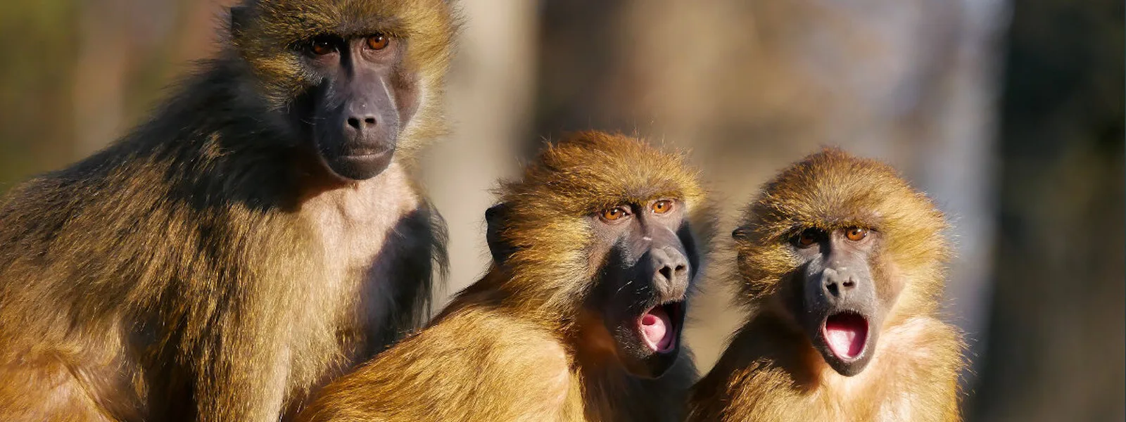 Three Monkeys, two of them with their mouths wide open.