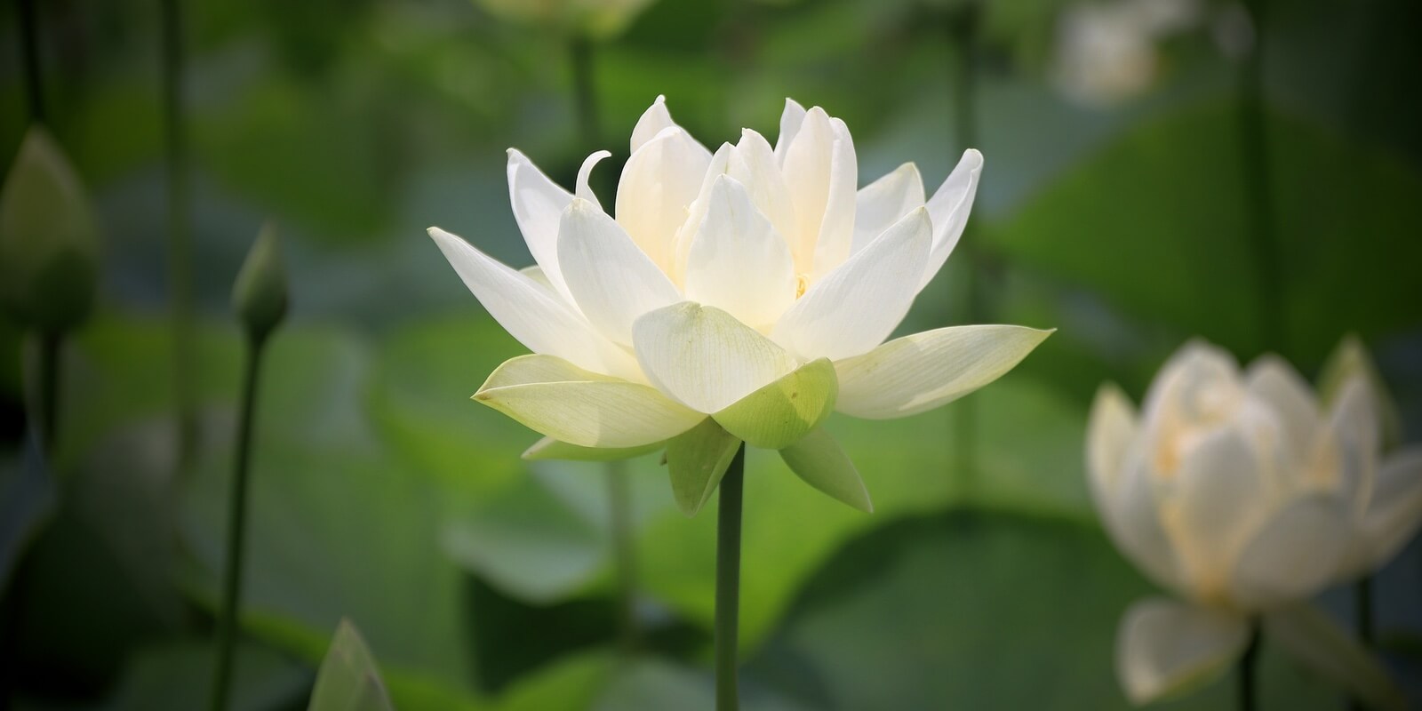 White Lotus in Lotus Pond - Stress Reset Retreat