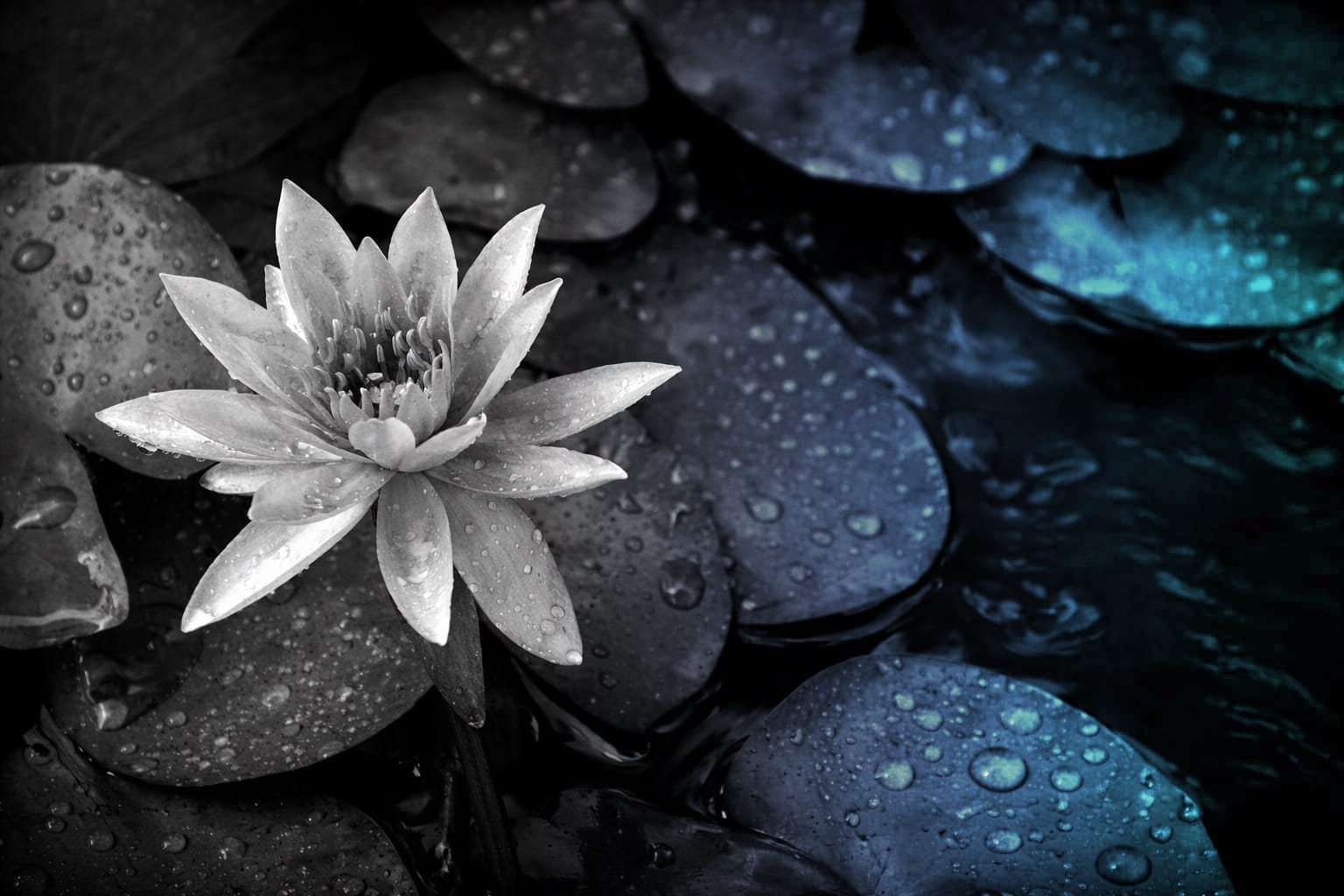 Lotus flower on water used as a symbolic image for meditation events in Europe